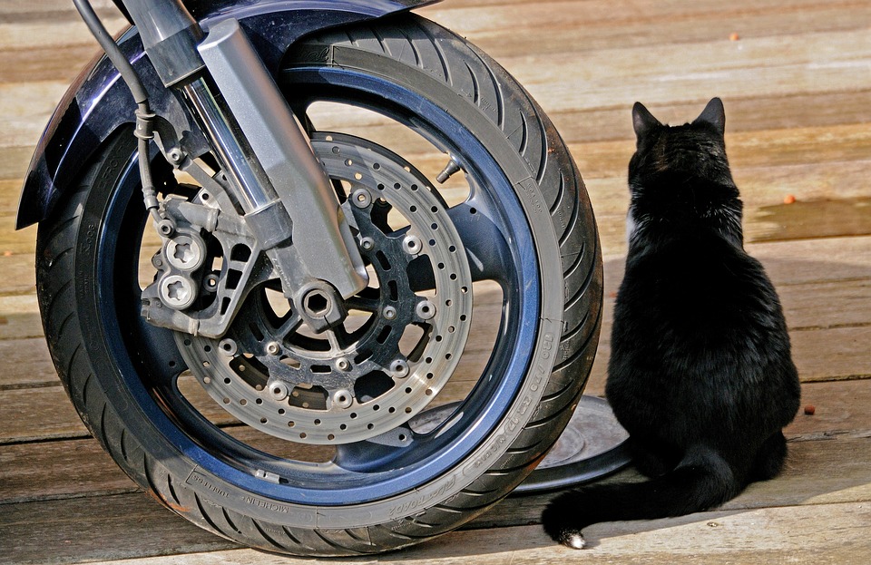 Кошка колесо