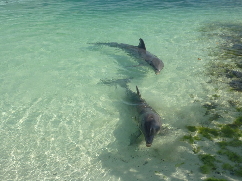 7 сказочных мест на Кубе. Дельфины