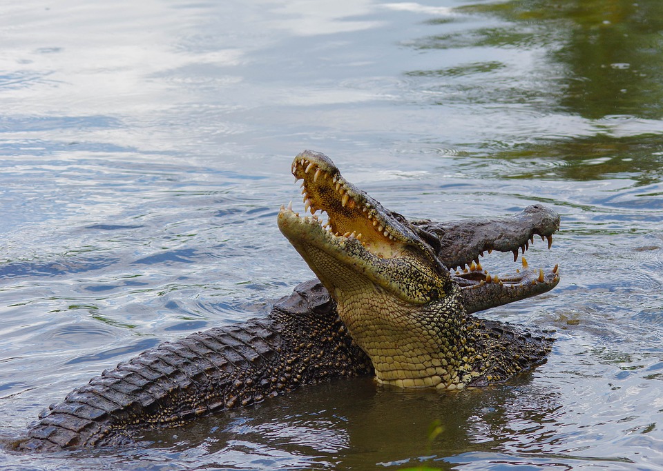 7 сказочных мест на Кубе. Крокодилы пара