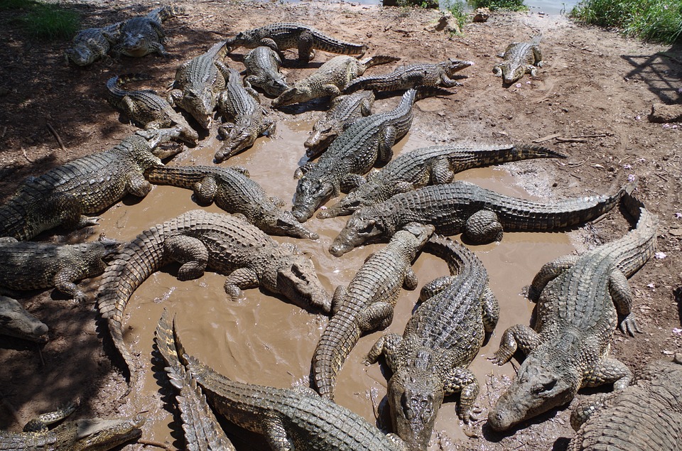 7 сказочных мест на Кубе. Крокодилы