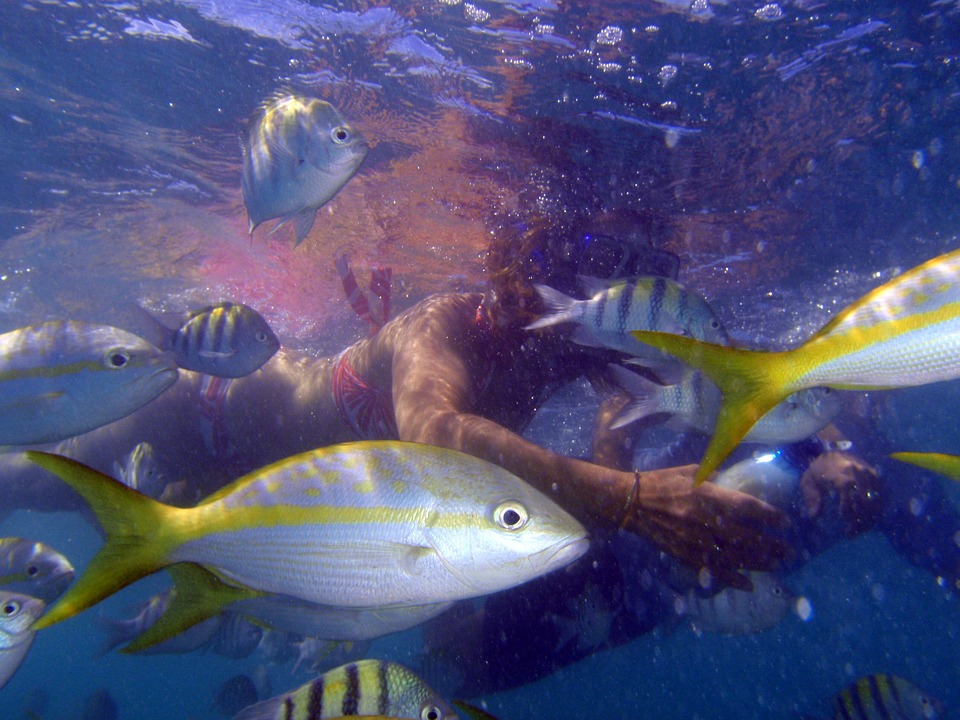 7 сказочных мест на Кубе. Подводное плавание . Рыбы