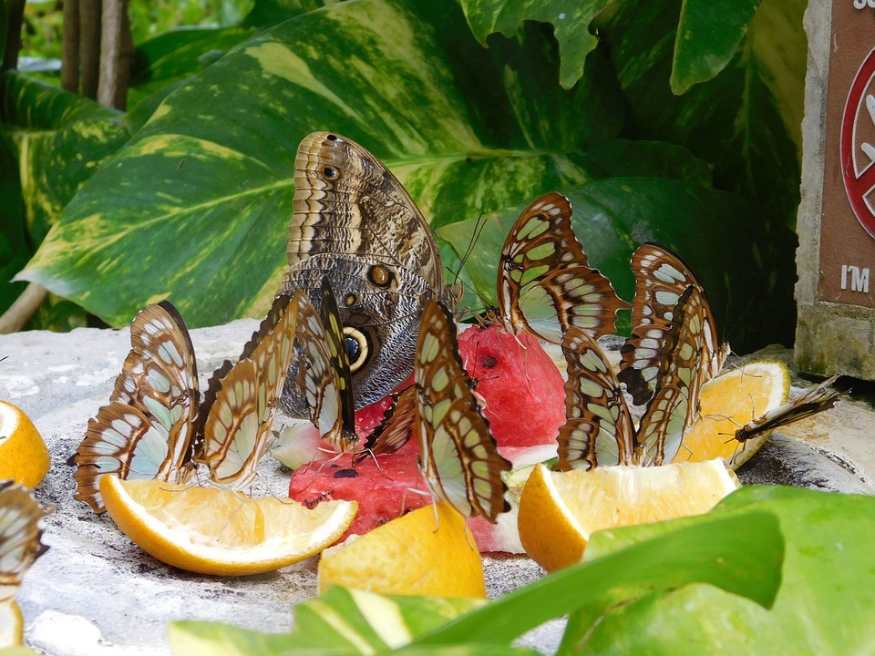 7 ярких примеров самобытной культуры Мексики.Бабочки.Фрукты.