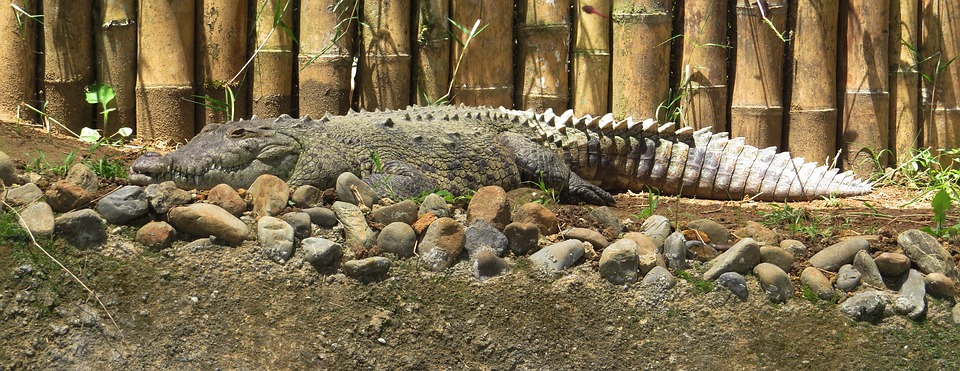 Индонезия. Крокодил.