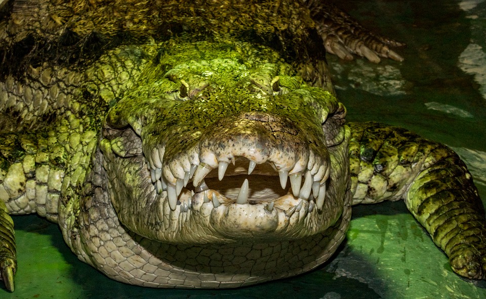 Индонезия. Крокодил1