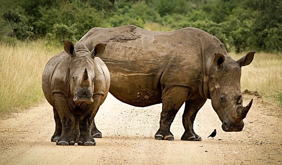 Индонезия. Носорог