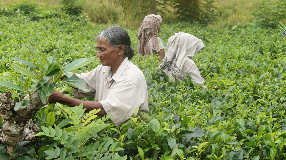 Шри-Ланка. Чайные плантации