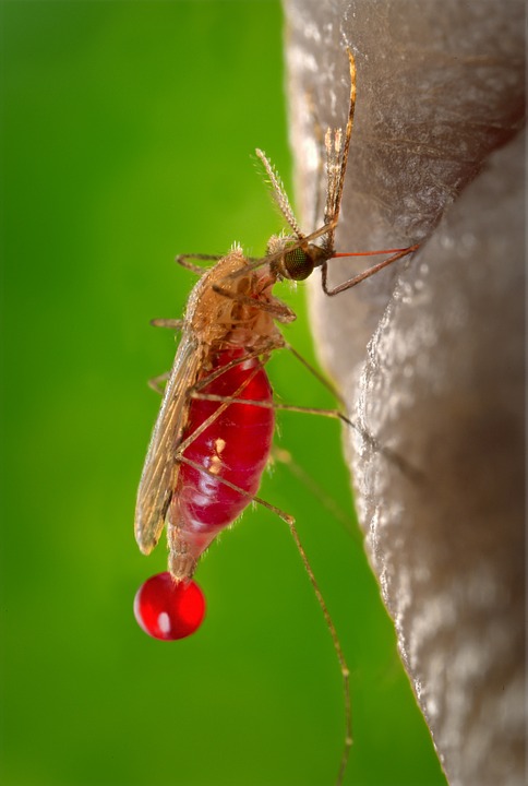 Гамбия.Малярийный комар