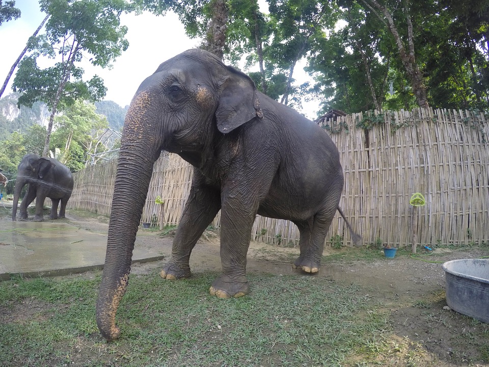 Таиланд. Слоны