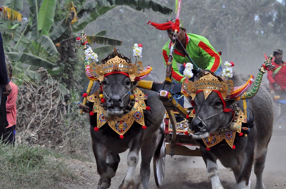 Праздники Бали. Гонки на буйволах