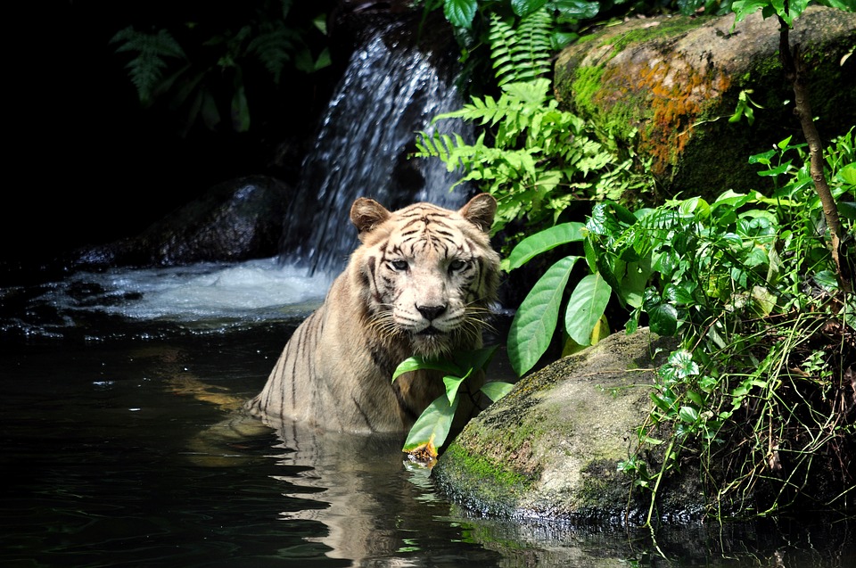 Сингапур Зоопарк