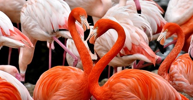 ОАЭ. Фламинго